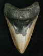 Very Thick / Megalodon Tooth #4988-1